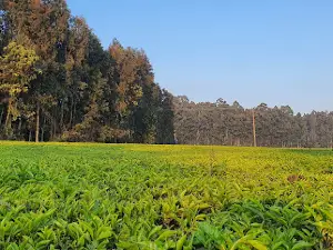 Sao Hill Forest Reserve