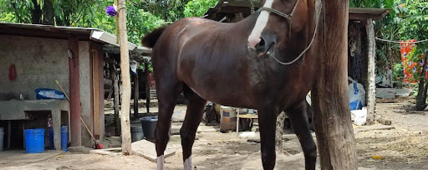 Rancho La Palma