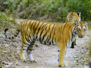 Adventx : Jim Corbett