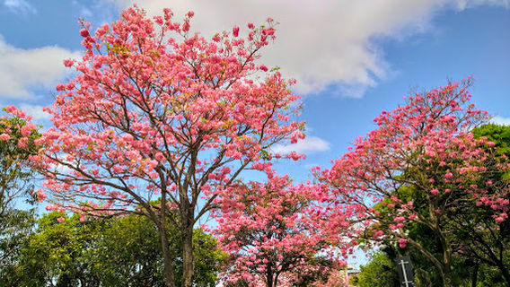 Carlos Alberto de Souza Park
