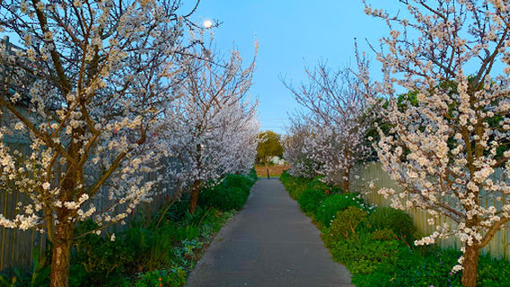 Chadstone Food Forest