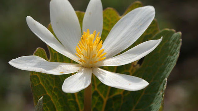 Clegg Memorial Garden