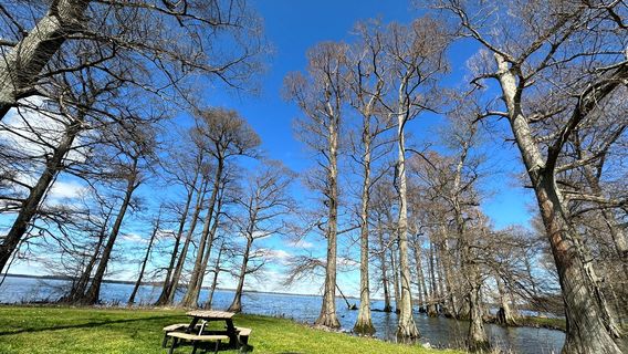 Reelfoot Lake State Park