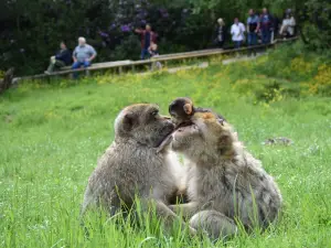 Trentham Monkey Forest