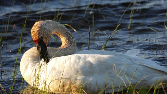 Seney National Wildlife Refuge - Main Unit