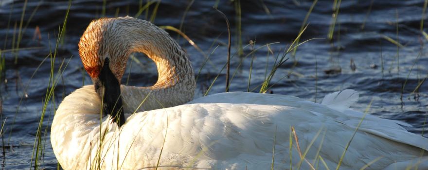 Seney National Wildlife Refuge
