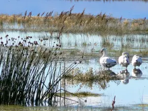 Reserva Laguna Nimez