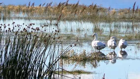 Reserva Laguna Nimez
