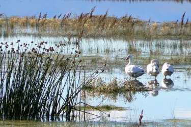 Reserva Laguna Nimez