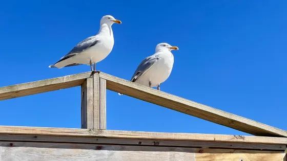 Seagull Beach