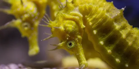 Piran Aquarium