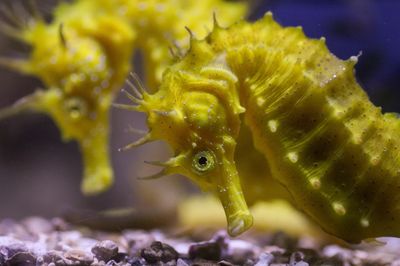 Aquarium Piran