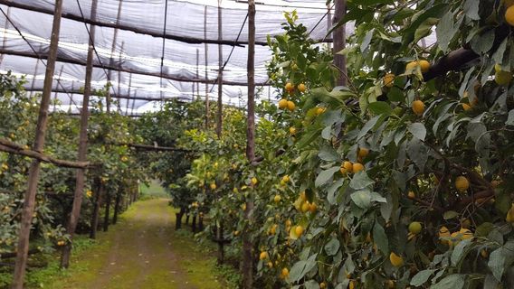 La Masseria Farm Experience