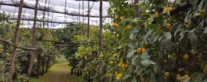 La Masseria Farm Experience
