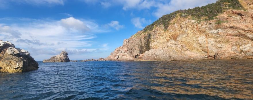 Oshan Whale Watch
