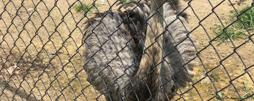 Wilson's Wild Animal Park
