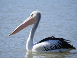 Mannum Dock Discovery Centre