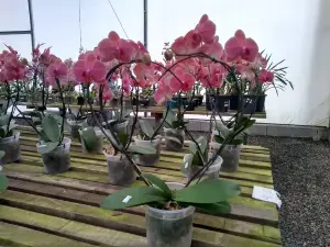 Orquidario Alvim Seidel