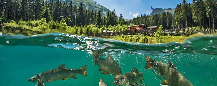 Grüblsee Alpenaquarium