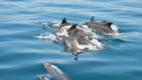 Dolphin Bay Golfinhos em Setúbal
