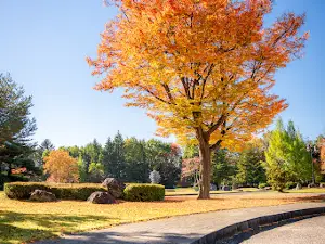 Shiikanomori Park