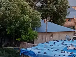 Bellitaş