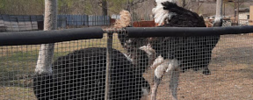 Ostrich farm