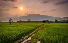 เส้นทางเดินท่องเที่ยวทุ่งนา