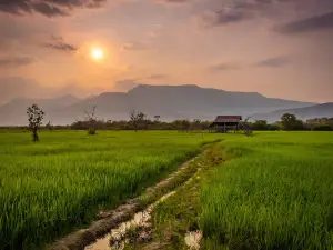Rice Field Trail