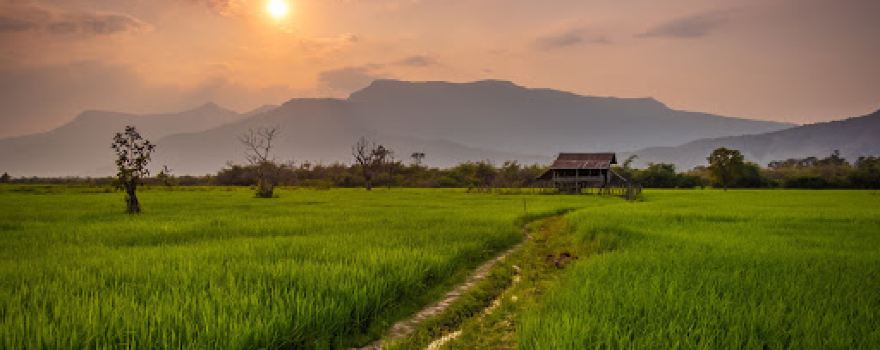 Rice Field Trail