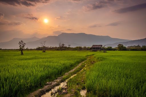 Rice Field Trail