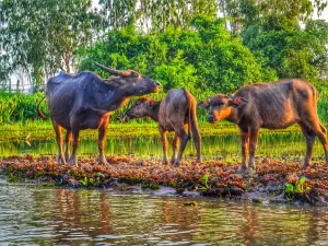 Kaeng Hu Rae Stream
