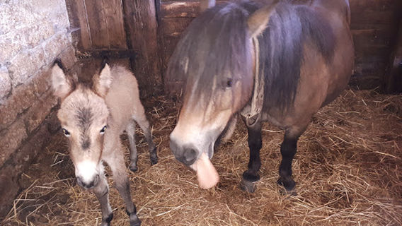 Le Due Torri Equitazione