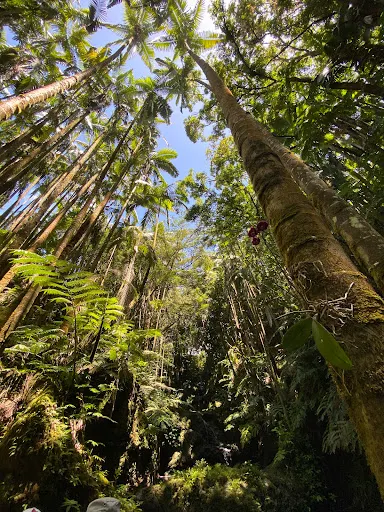 Botanical Garden at University of Hawaii - Hilo