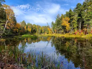 Superior Municipal Forest