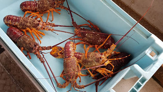 Seamist Fishing Charters