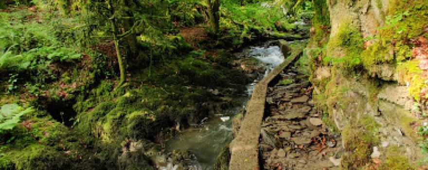 Ffynone Wood