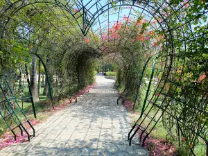 ဒီရေတောတံတား Mangrove Bridge