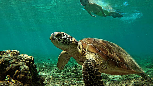 Meno Family snorkeling trips