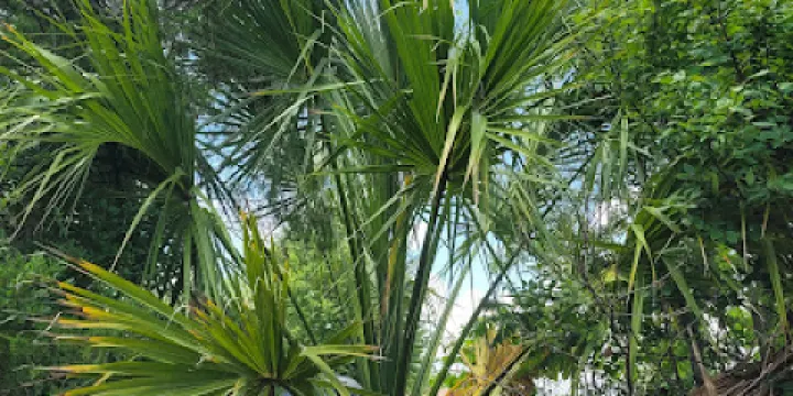 Medicine Wheel Garden