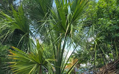 Medicine Wheel Garden