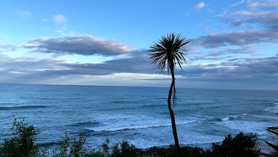 Yellow eyed penguin colony