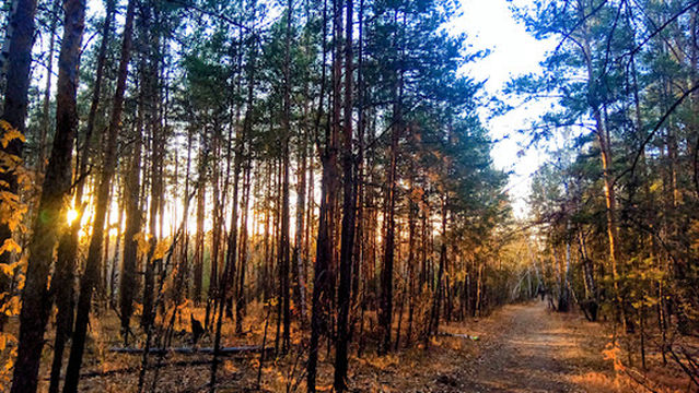 Chelyabinskiy Gorodskoy Bor