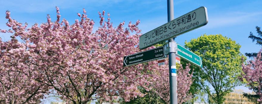 TV-Asahi cherry blossom avenue on the Mauerweg