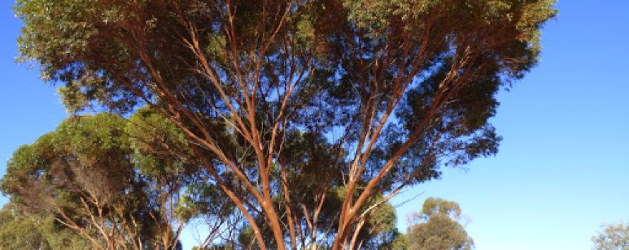 Patchewollock North Bushland Reserve