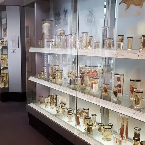 Hunterian Museum