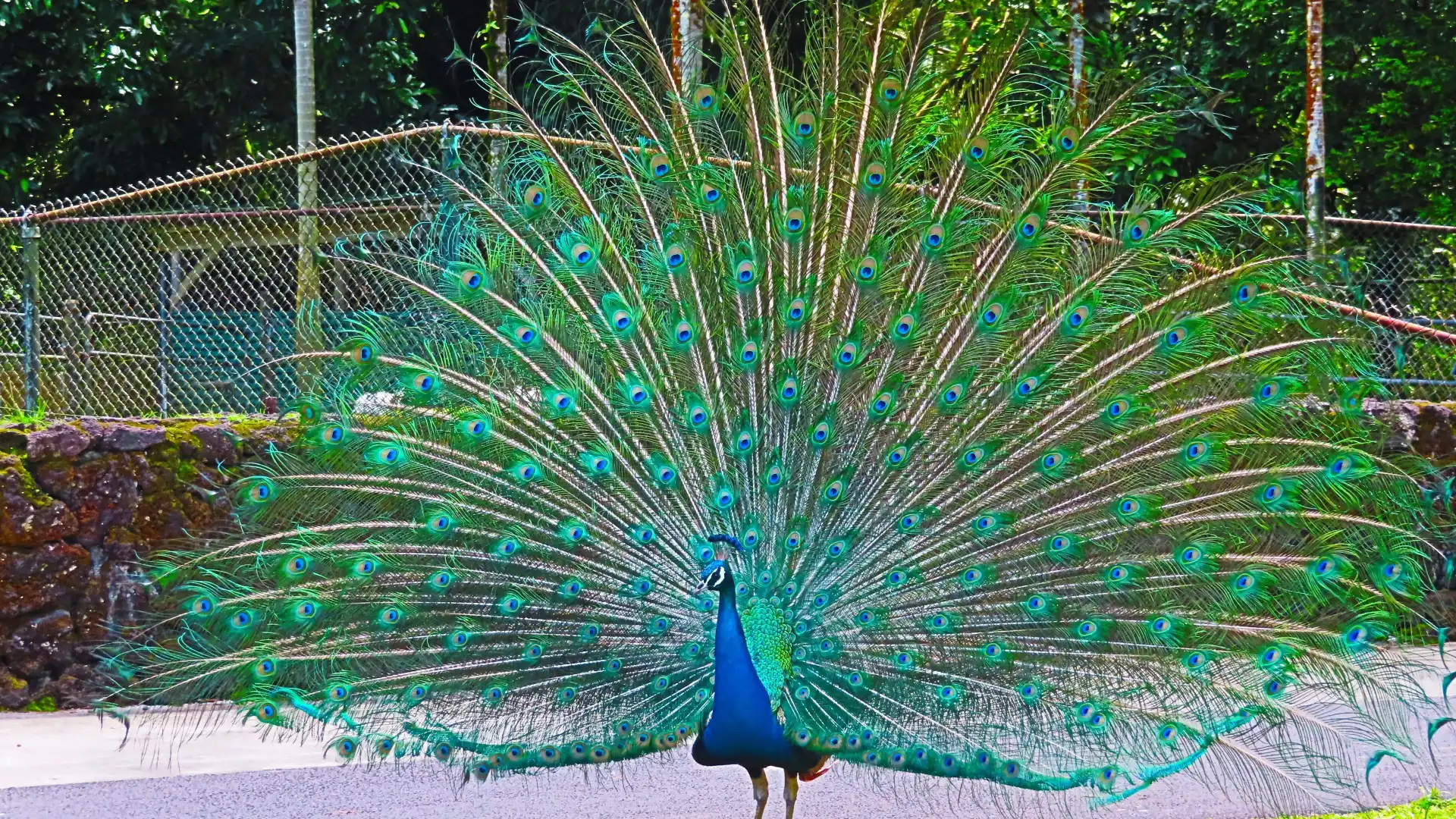 Hotels near Panaewa Rainforest Zoo and Gardens