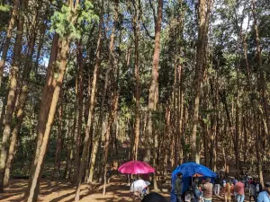Pine Forest