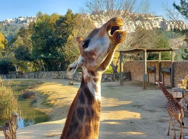 The Tisch Family Zoological Gardens in Jerusalem