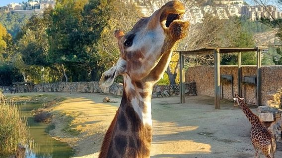 The Tisch Family Zoological Gardens in Jerusalem